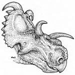 Albertaceratops nesmoi