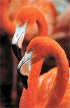 Photo  (c)Wildfowl and Wetlands Trust.