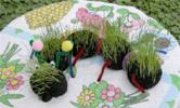 Grass Caterpillar