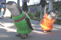 Penguin Sweaters