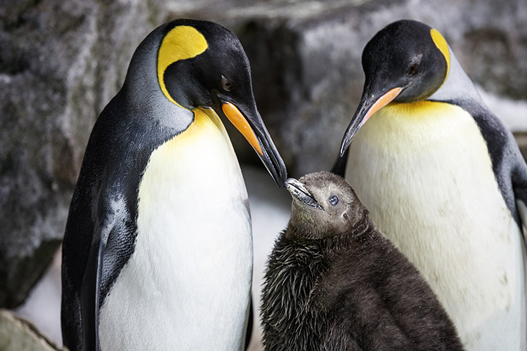 same-sex-penguin-moms-thelma-and-louise-celebrate-world-penguin-day